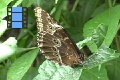 Scene 54_Morpho on Leaf before Capture